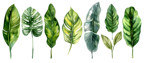 A watercolor vector illustration set featuring tropical leaves, exotic plants, palm leaves, and monstera isolated on a white background. - obrazy, fototapety, plakaty