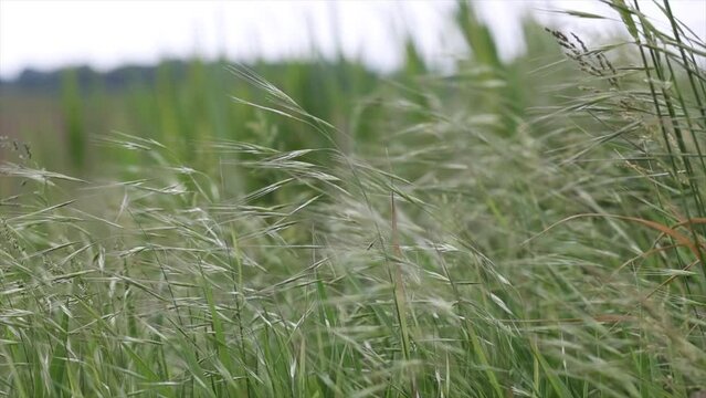 visuale macro che mostra il vento mentre muove varie piante erbacee di color verde, in un ambiente naturale in campagna, di giorno