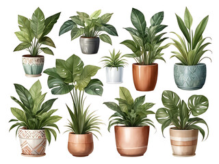 Set of different houseplants illustrations in flower pots on white background. 