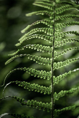 fern leaf in the forest