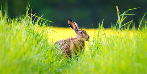 Wild brown hare, lepus europaeus, looking with alerted ears on a green field in spring. Rabbit...