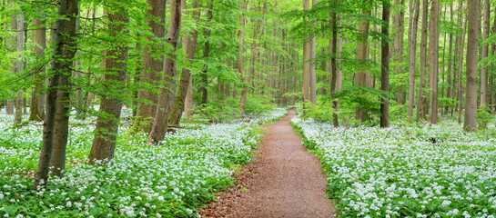 Footpath through Natural Green Forest of Beech Trees in Spring, Wild Garlic in Bloom, Hainich National Park, Germany