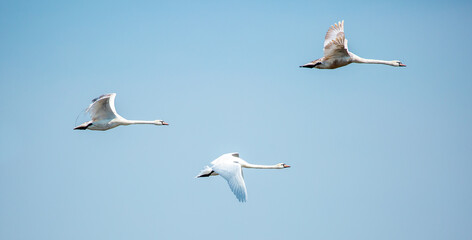 Flying swans in the blue sky. Waterfowl at the nesting site. A flock of swans walks on a blue lake.