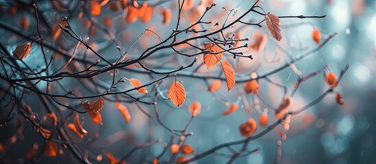 A tree branch with vibrant orange leaves is shown in the image, with rain falling gently around it. The raindrops create a soothing ambiance as they land on the leaves.