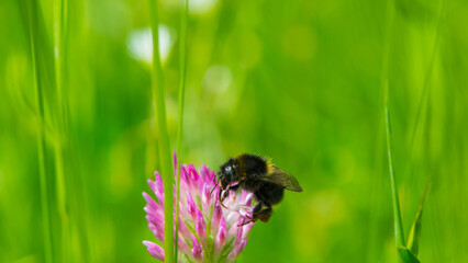 Bumblebee collects nectar and pollen from flowers to the meadow.