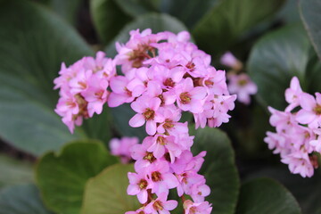 pink flowers in the garden