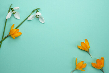 Frame of yellow saffron crocus and white snowdrops  on alight green  background with space for...