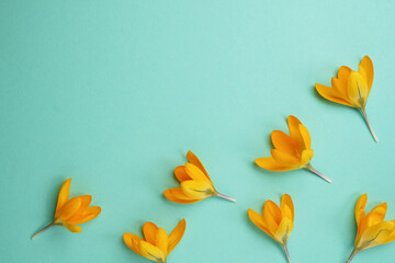 Naklejka premium Flower flat lay from saffron flowers on a mint background. Top view and copy space.