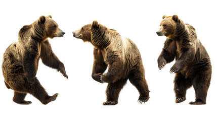 Fototapeta premium bear png picture