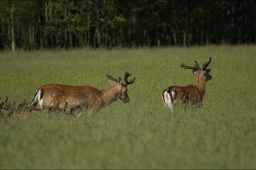 deer in the grass