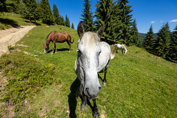 Wild Horse in the Carpathian Mountains 