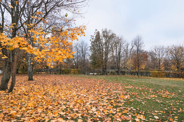 maple with yellow leaves in an autumn park