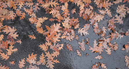 fallen orange oak leaves lying on wet asphalt