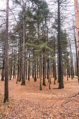 planting coniferous trees among fallen yellow pine needles