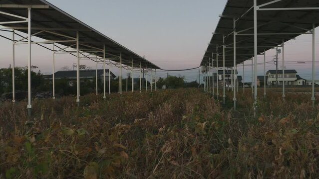 Agrivoltaics or Agrisolar, Dual-use Solar Panels and Agriculture, Dolly shot