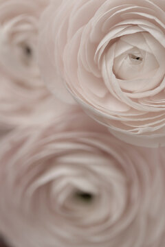macro photo of roses in light pink