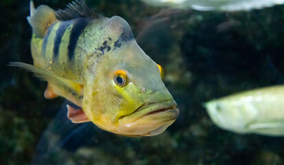水槽の中で泳ぐ観賞魚