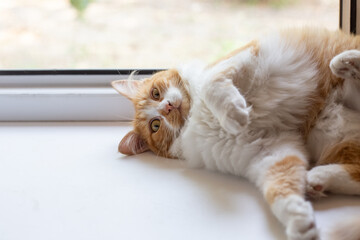 A beautiful fluffy cat lies on the windowsill. Character of domestic animals