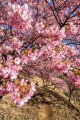 雨引観音の河津桜