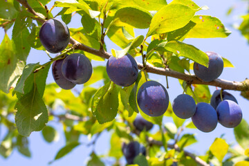 Ripe blue plums on a tree branch. Fruit growing and harvesting