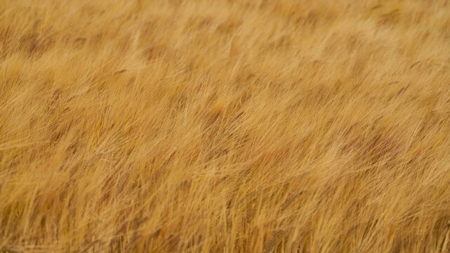 Golden yellow wheat field as farming background texture
