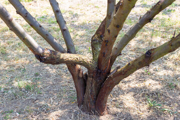 A tree trunk with branches in different directions. Forming a tree trunk for a voluminous crown