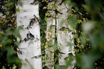 Birch trunks and leaves