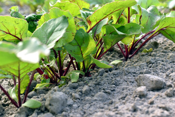 A row of beet leaves in a vegetable garden.