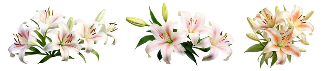 Set of elegant blooming lilies with buds, cut out