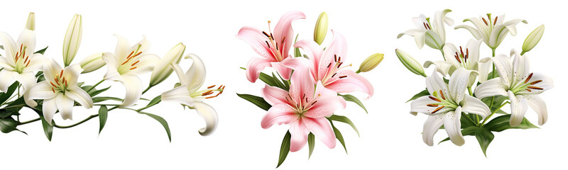 Set of elegant blooming lilies with buds, cut out © Yeti Studio