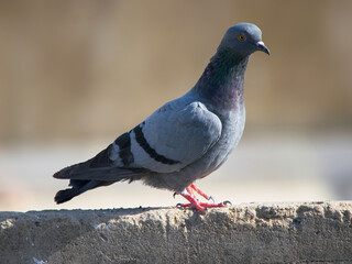 Close-up of a serene pigeon, symbolizing urban wildlife and peace, captured with exquisite detail and natural grace. 🕊️ #Pigeon #UrbanWildlife #Peaceful