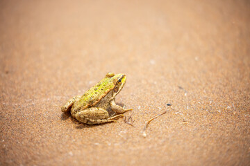 The frog sits on the sand on the shore of the lake. Beautiful wildlife landscape with place for text. The concept of protecting wildlife and ecology.