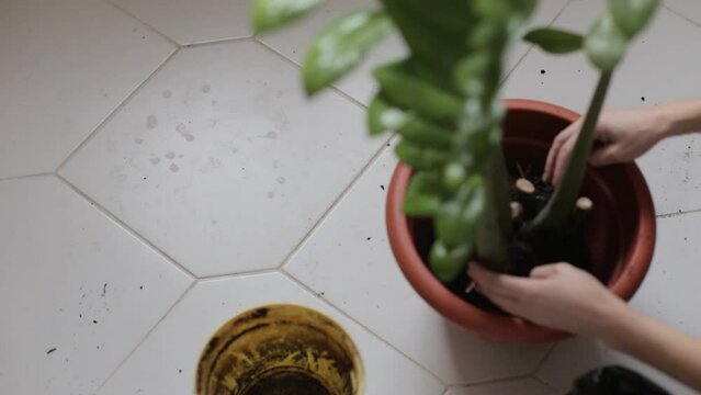 Transplanting a large flower into a larger flowerpot. Top view of a female gardener replanting indoor plants