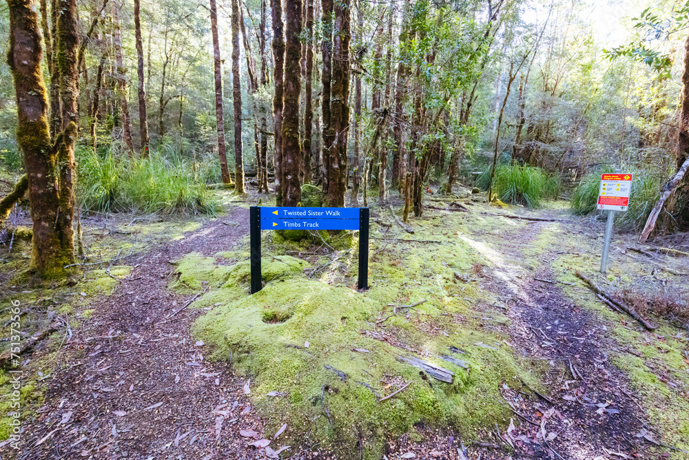 Wall mural twisted sister trail in tasmania australia