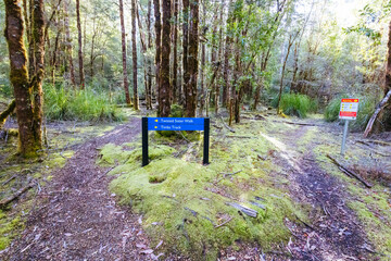 Twisted Sister Trail in Tasmania Australia