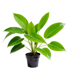 Nature’s Beauty: A Green Plant Against a White Canvas isolated on transparent background PNG file plant in a pot 