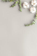 Flowers and leaves layout. Cotton near eucalyptus branches on grey background top view, flat lay copy space. Blog mockup