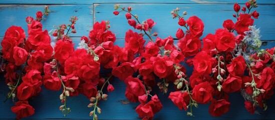 Cluster of stunning crimson blooms contrast beautifully with a vibrant blue wooden wall in a garden setting. The red flowers add a pop of color to the serene blue background.