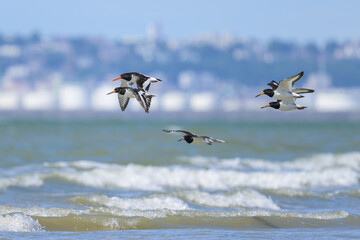 A group of Eurasian Oystercatchers flying over the beach
