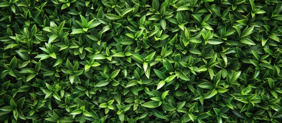 A close up view of a lush, sunlit green hedge, showcasing detailed textures and vibrant foliage. The hedge is filled with dense green leaves under sunlight, creating a dynamic and natural outdoor