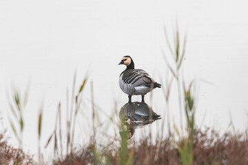A Barnacle Goose standing in a pond - obrazy, fototapety, plakaty