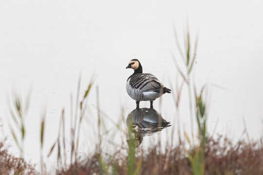 A Barnacle Goose standing in a pond