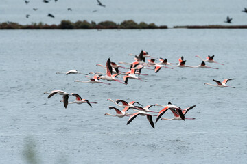 A group of Greater Flamingos flying over water