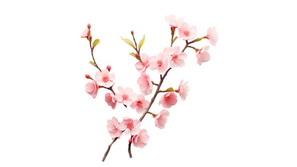 Spring flower branch cut out. Isolated spring branch with flower on transparent background