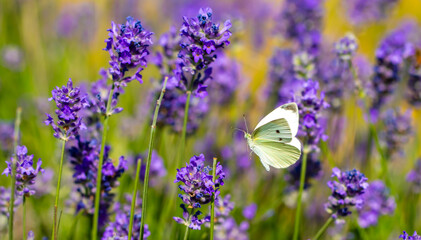 Butterflies on spring lavender flowers under sunlight. Beautiful landscape of nature with a panoramic view. Hi spring. long banner