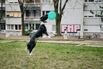 A black and white border collie jumps and catches a flying saucer in the air in the courtyard of an...