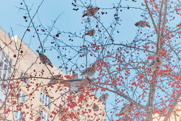 Crested songbirds waxwings feeding on fruits on branches of wild apple tree in winter city