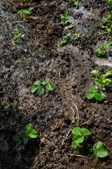 Strawberry sprouts watered with water in the garden