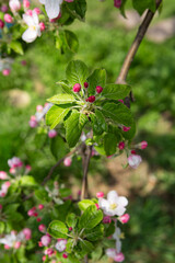 close up of apple tree with bud flowers  in the spring outdoor