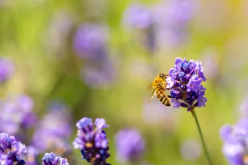 Fototapeten Lila Spring lavender flowers under sunlight. Bees pollinate flowers and collect pollen. Lavender honey. Beautiful landscape of nature with a panoramic view. Hi spring. long banner  © Vera
